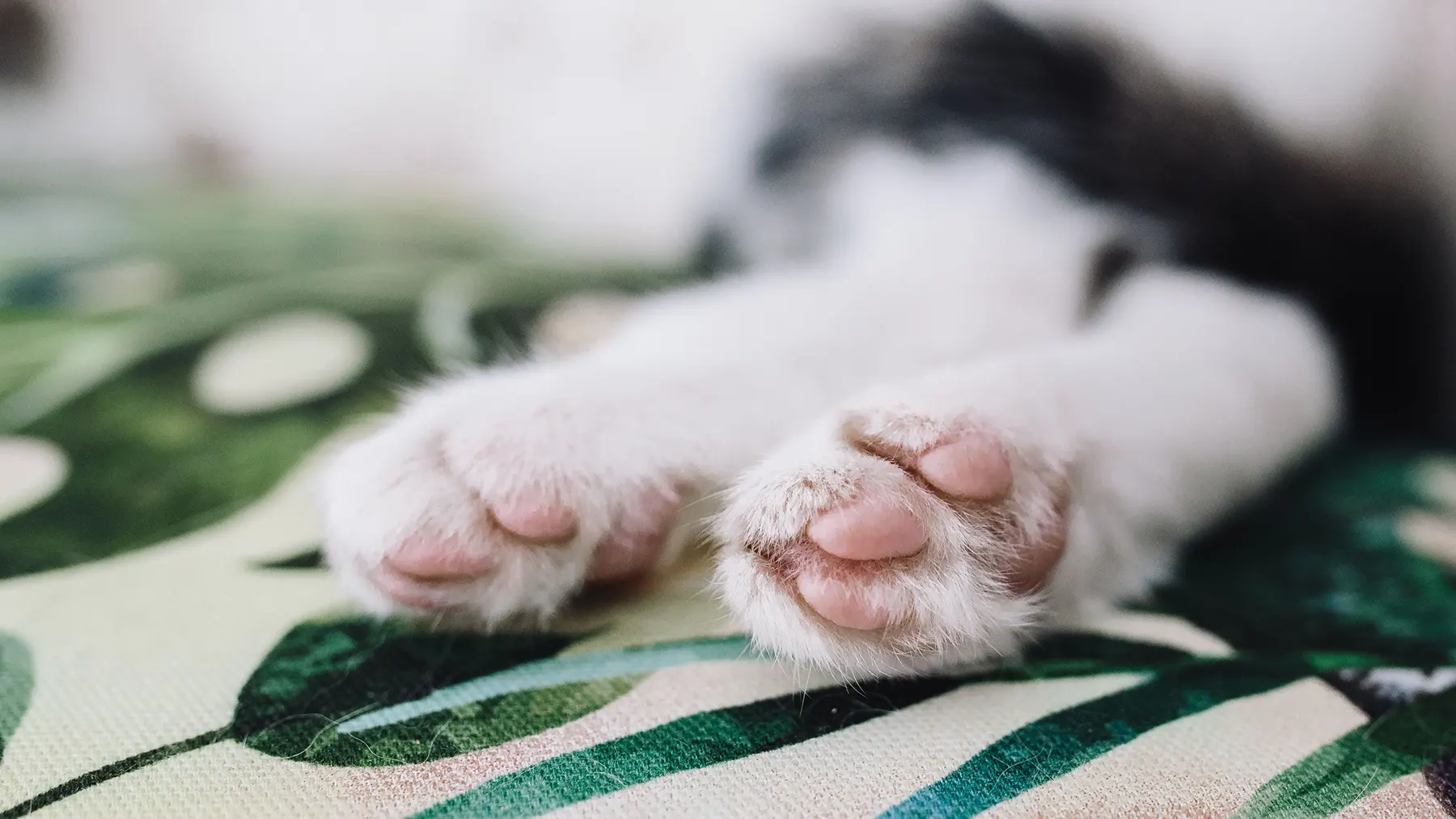 Hochwertige Bilder und Videos für Tierarzt-Websites nutzen – visuelle Qualität steigern und Vertrauen bei Tierhaltern fördern