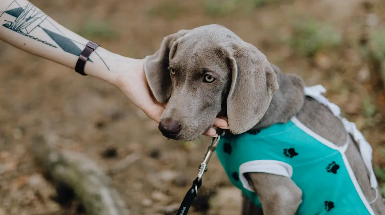 Best Practices für die Kontaktseite einer Tierarztpraxis – klare Struktur, wichtige Informationen und einfache Erreichbarkeit für Tierhalter