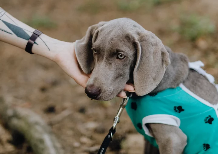 Best Practices für die Kontaktseite einer Tierarztpraxis – klare Struktur, wichtige Informationen und einfache Erreichbarkeit für Tierhalter