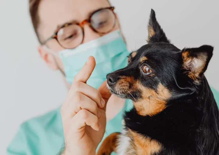 Die Rolle eines Blogs auf der Tierarzt-Website – Fachwissen teilen, Vertrauen stärken und Sichtbarkeit bei Google verbessern