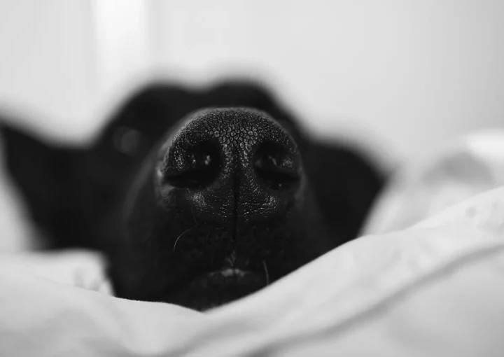 Regelmäßige Website-Updates und Wartung für Tierarztpraxen – Sicherheit, Funktionalität und langfristige Performance der Praxiswebsite sichern