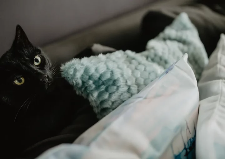 Tierärzteteam auf der Praxiswebsite vorstellen – Vertrauen aufbauen und persönliche Nähe durch authentische Teampräsentation schaffen