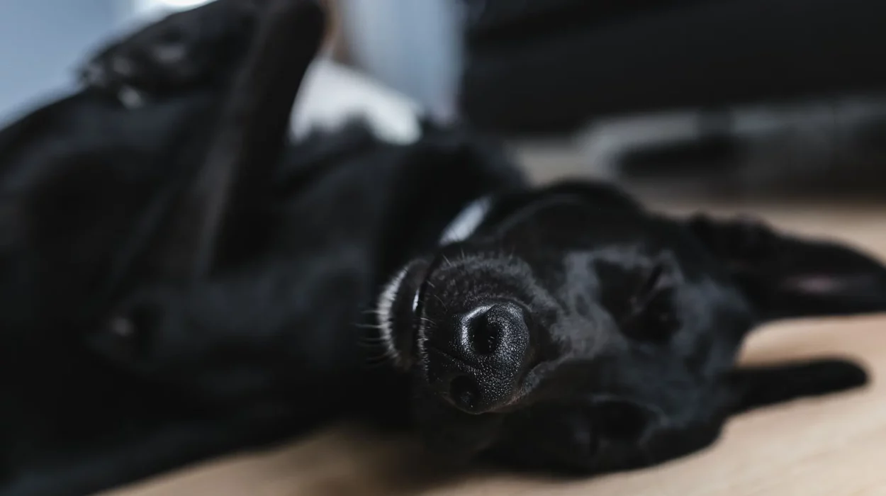 Wichtige Funktionen für Tierarzt-Websites – von Online-Terminbuchung bis DSGVO-Hinweise für eine moderne, leistungsfähige Praxiswebsite