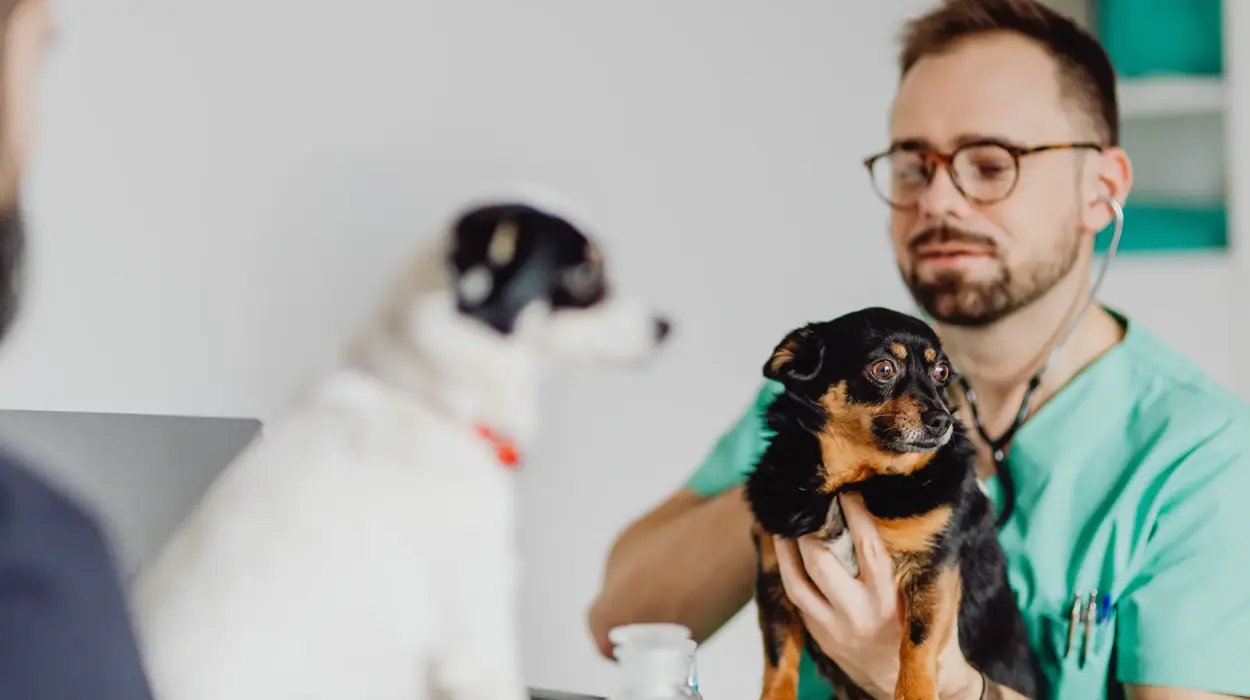 SEO-Tipps für Tierärzte und Tierarztpraxen – suchmaschinenoptimierte Strategien für mehr Sichtbarkeit und lokale Auffindbarkeit bei Google